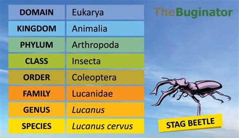 is a insect an animal How does the classification of insects as animals challenge our understanding of biological boundaries?